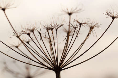 withered dry plant with fallen seeds on an umbrella inflorescence growing in a fieldの写真素材