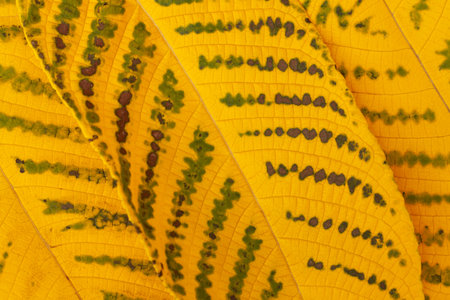 fallen yellow autumn walnut leaves with a beautiful pattern of veins and veinsの写真素材