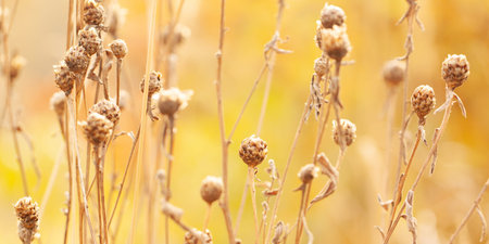 faded field cornflowers with dry leaves and seeds in a summer sunny field, background
