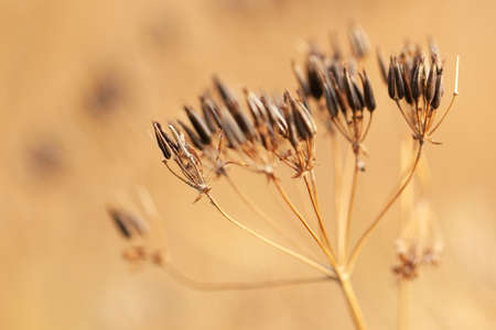 branch of a dry faded plant with seeds on an umbrella inflorescenceの写真素材