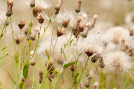 faded milk thistle flowers with seeds on feathers growing in a summer fieldの写真素材