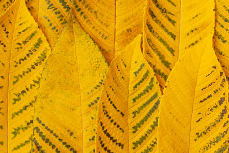 beautiful yellow fallen walnut leaves with green spots lie in a rowの写真素材