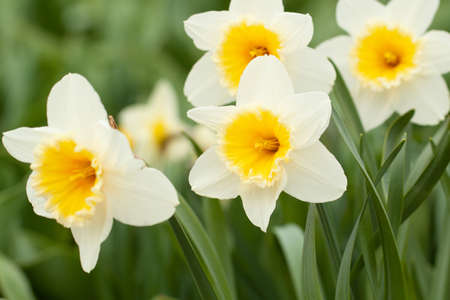 tender bright daffodils bloom in a summer park or gardenの写真素材