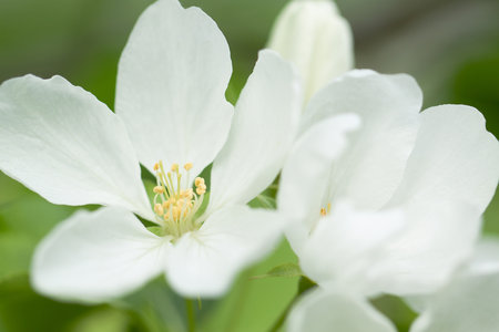 beautiful apple tree flowers with delicate wonderful petals, close-upの写真素材