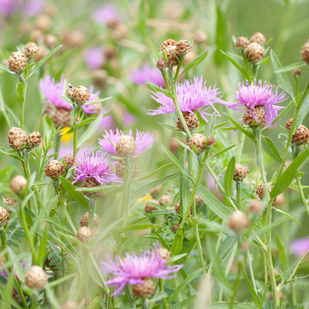 summer field or meadow with densely growing beautiful flowers and buds of meadow cornflowerの写真素材
