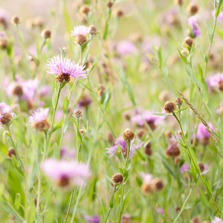 summer sunny field or meadow with densely growing beautiful flowers and meadow cornflower budsの写真素材