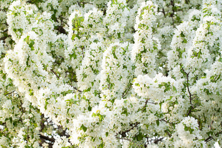 apple tree branches densely blooming with white delicate flowers in a spring sunny garden or parkの写真素材