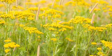 summer sunny field or meadow with dense blooming yellow tansy