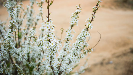 White Flower