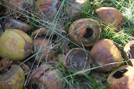 coconut husk on the ground