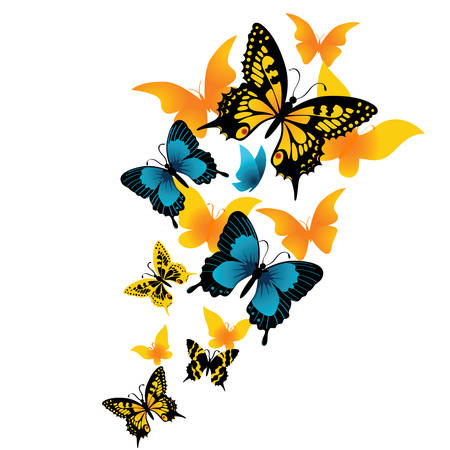 The butterfly on a white background. Vector のイラスト素材