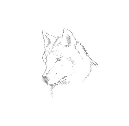 Head of a grey wolf on a white background.