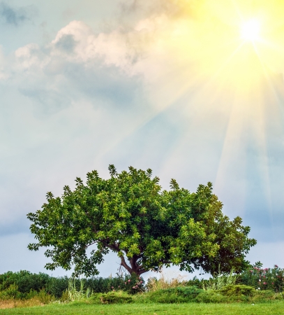 Fresh green tree under very sun rays and interesting clouds. Spring theme.の写真素材