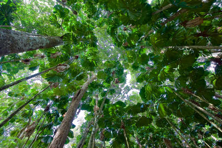 Daintree Forest, Cairns, Australia, Beautiful Tropical Rainforest Landscapeの写真素材