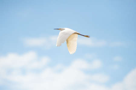 The great egret flying in the sky, Pantanalの写真素材