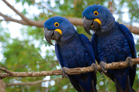 Two Hyacinth macaws in wild on a tree branch, cute blue parrot couple sitting together