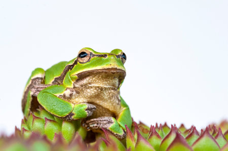 Pine barres green tree frog on a sempervivum royanum plant isolated on white, closeup
