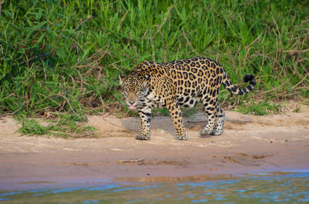 Beautiful jaguar in nature, looking at the camera, big cat predator sitting by the river in Pantanal, Brazilの写真素材
