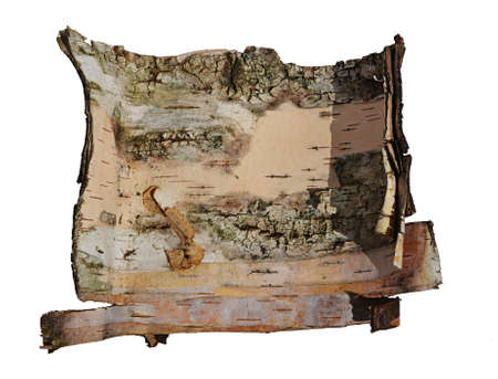 tree bark in the form of a scroll isolated on white backgroundの写真素材