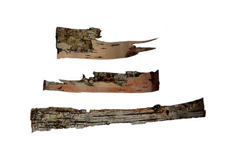 tree bark in the form of a scroll isolated on white backgroundの写真素材