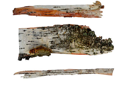 tree bark in the form of a scroll isolated on white backgroundの写真素材