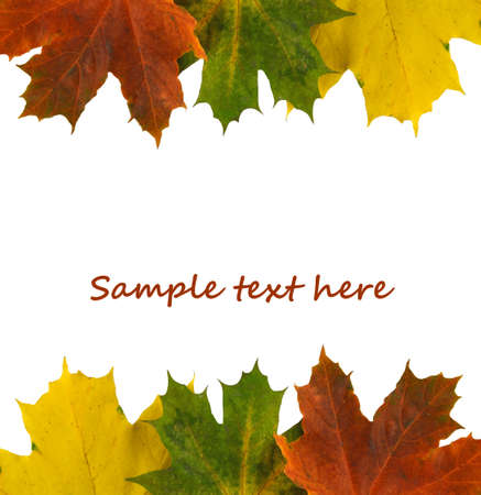 Autumn background composed of maple leaves isolated on whiteの写真素材