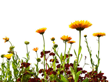 background of the flowers of calendula European isolated on a white backgroundの写真素材