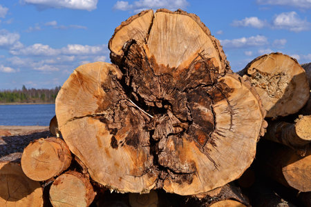 pile of logs on a background of blue sky