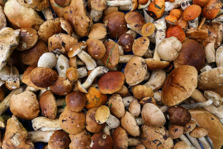 background from a variety of wild mushroomsの写真素材