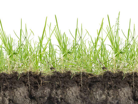 green grass with earth crosscut isolated on whiteの写真素材