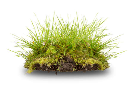 green grass and root  isolated on whiteの写真素材