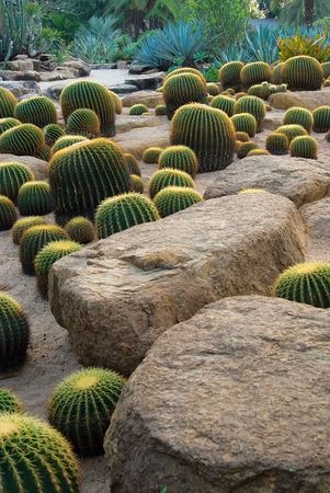 Cactus and stone Gardenの写真素材