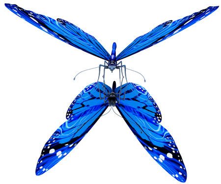 Butterfly on a white backgroundの写真素材