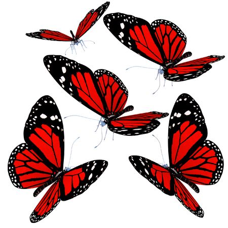 Butterflies on a white backgroundの写真素材