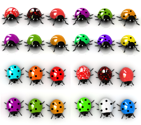 Ladybird set on a white backgroundの写真素材