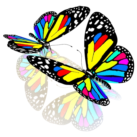beauty butterfliesの写真素材