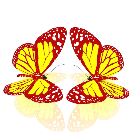 beauty butterfliesの写真素材