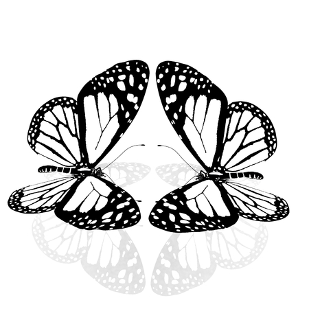 beauty butterfliesの写真素材