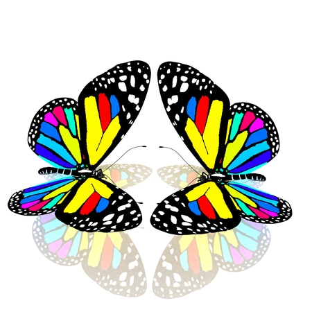 beauty butterfliesの写真素材