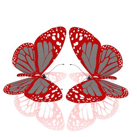 beauty butterfliesの写真素材