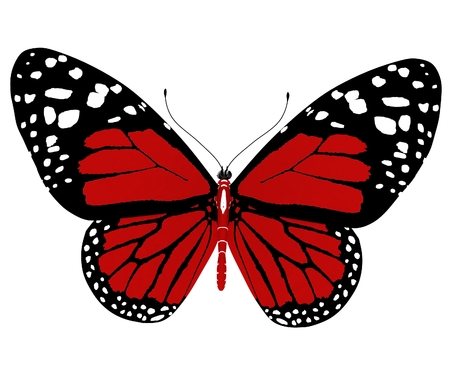beauty butterflyの写真素材