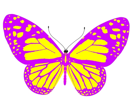 beauty butterflyの写真素材
