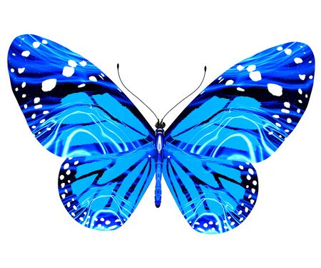 beauty butterflyの写真素材