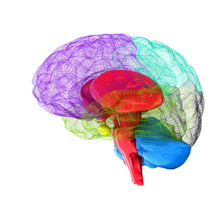 Creative concept of the human brainの写真素材