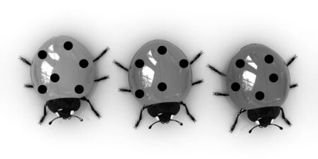 Ladybirds on a white backgroundの写真素材