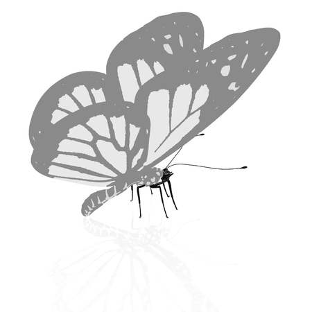 beauty butterflyの写真素材