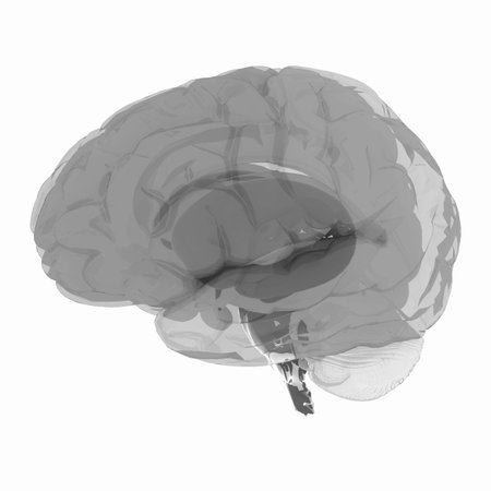 Human brain