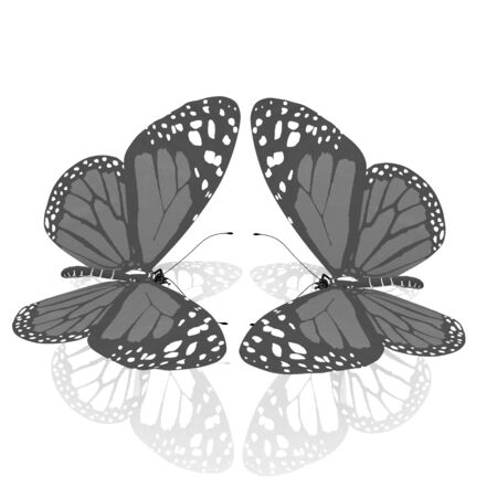 beauty butterfliesの写真素材