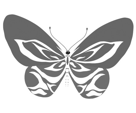 beauty butterflyの写真素材