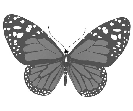 beauty butterflyの写真素材